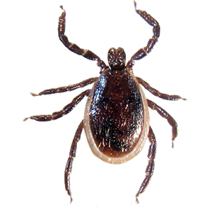 Tick insect PNG-51902